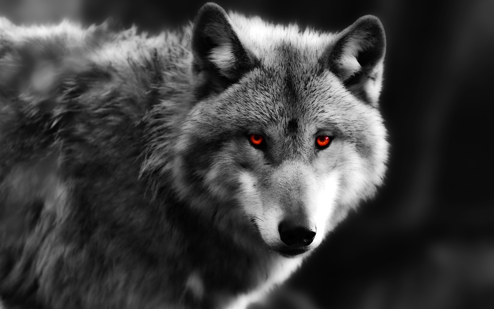 Wallpaper Wolf Close-up, Red Eyes, Predator - Wolf Red Eyes - HD Wallpaper 