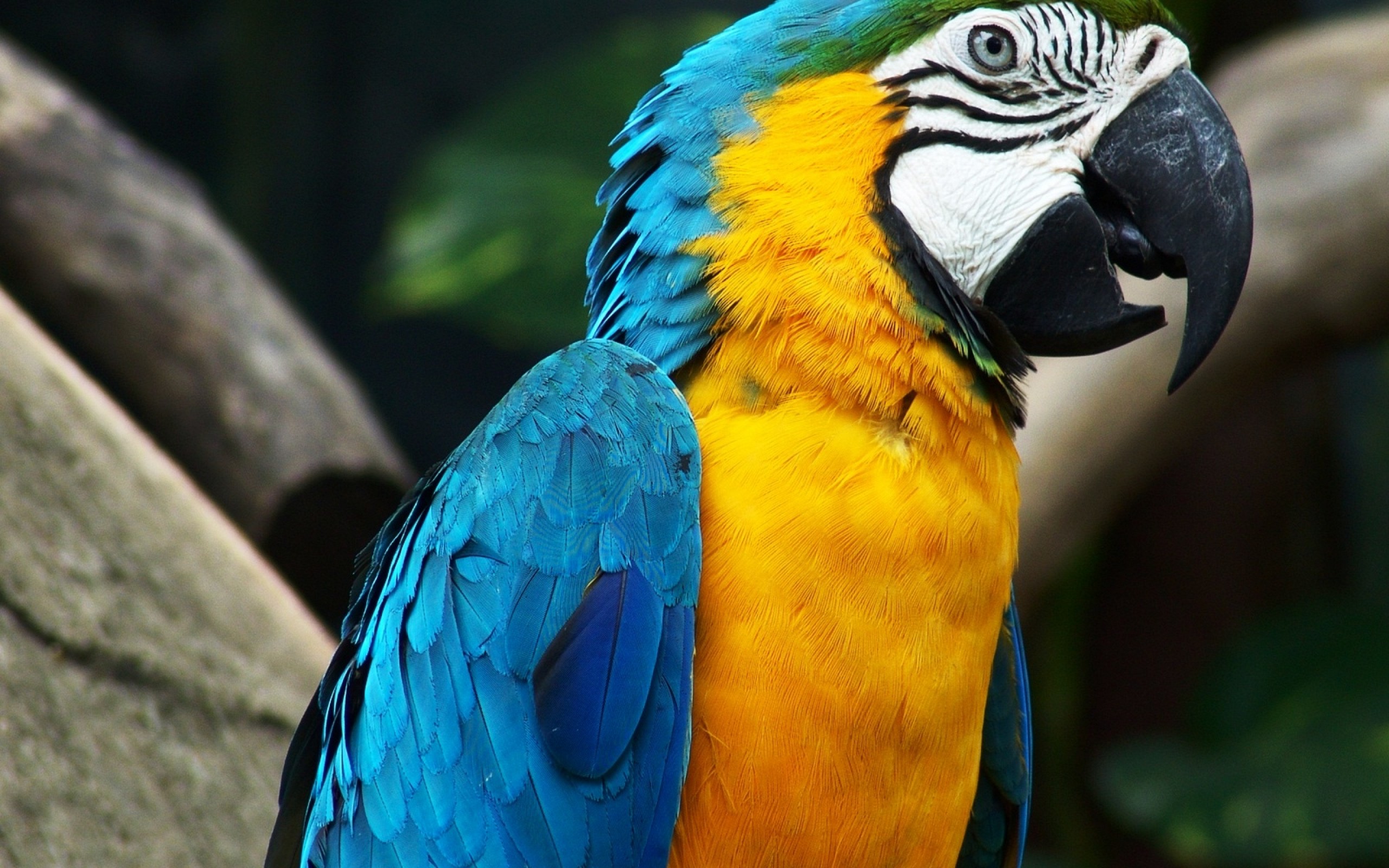 Parrot Yellow Blue - HD Wallpaper 