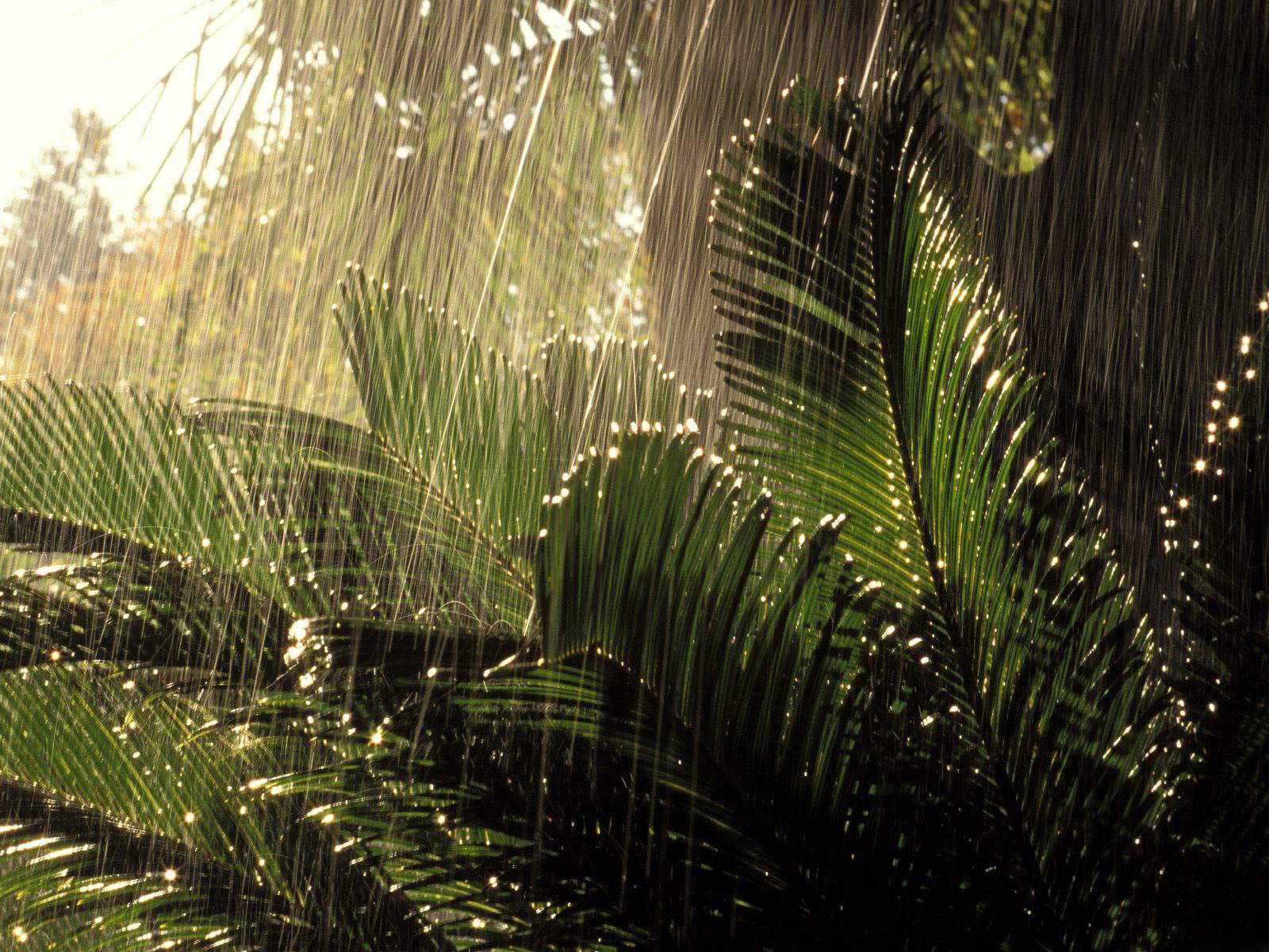 Lluvia Wallpapers - Rainy Season Hd - HD Wallpaper 