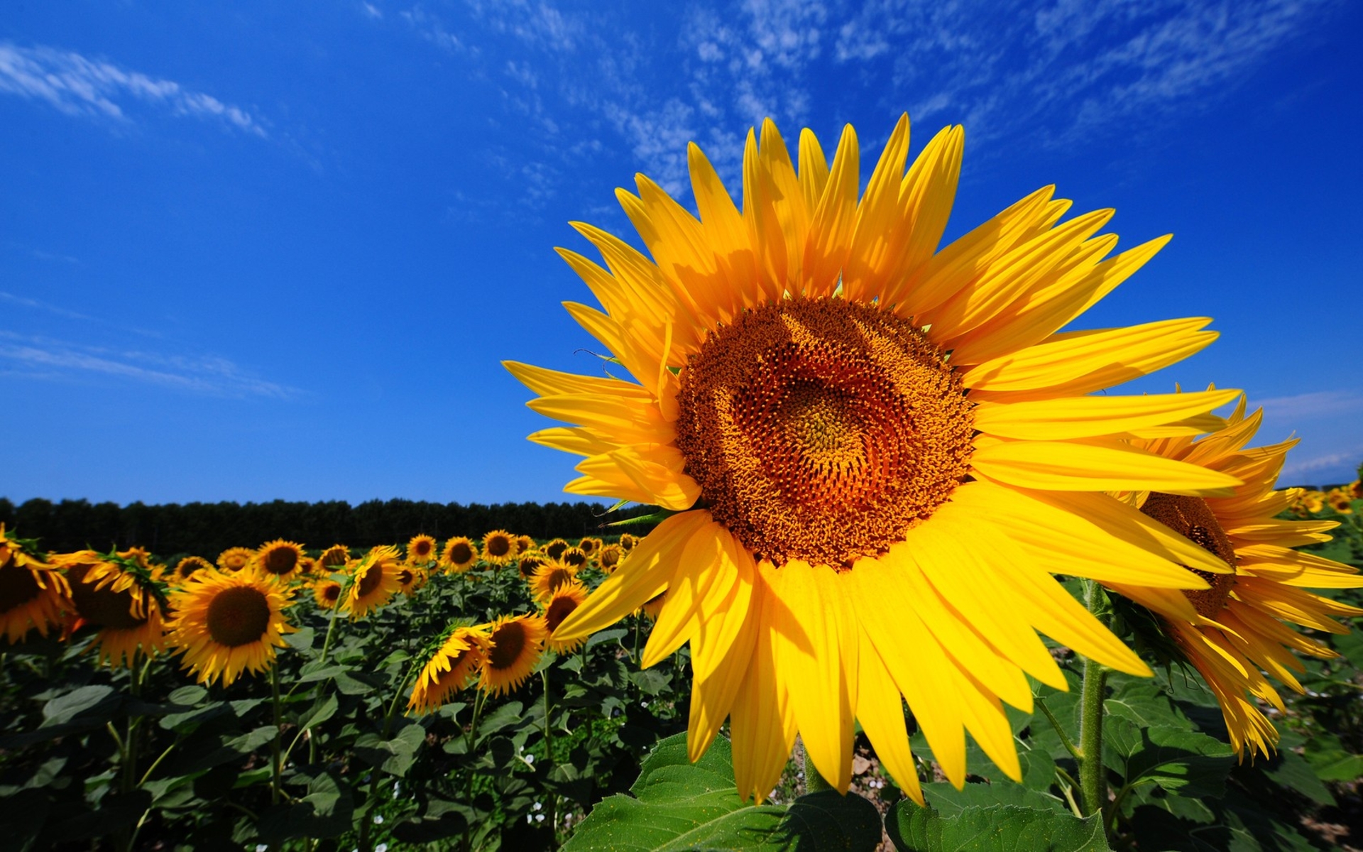 Sunflower Fields Wallpaper Desktop Hq Wallpaper - Sunflower Wallpaper For Desktop Bg - HD Wallpaper 