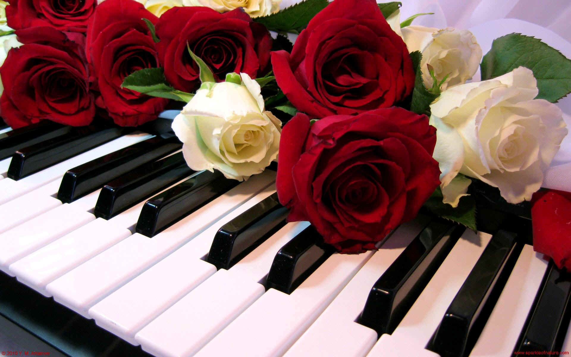 Piano Roses - 1920x1200 Wallpaper - teahub.io