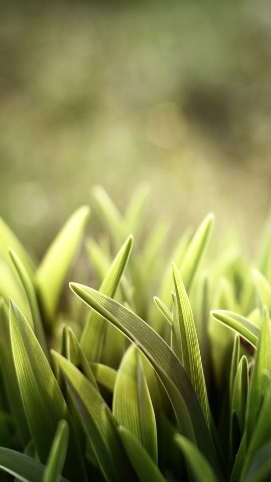 Hq Wallpaper For Mobile Wallpaper For Mobile - Hq Wallpaper For Mobile - HD Wallpaper 