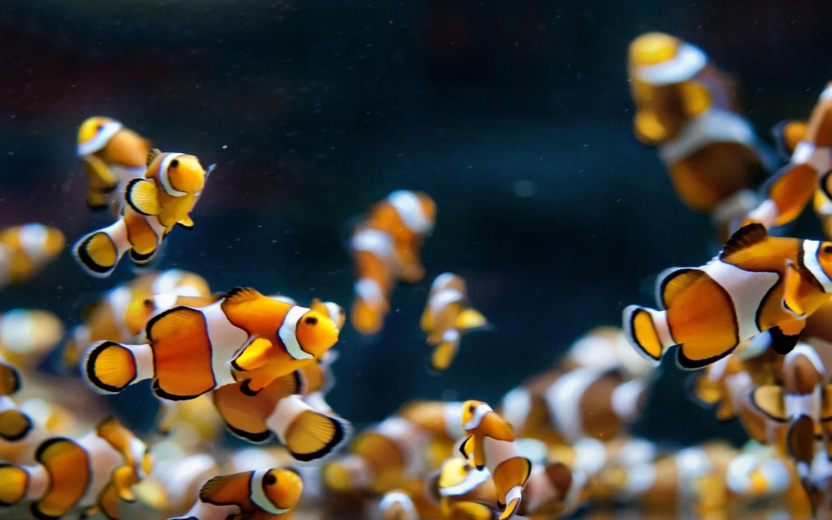Clownfish Background - HD Wallpaper 