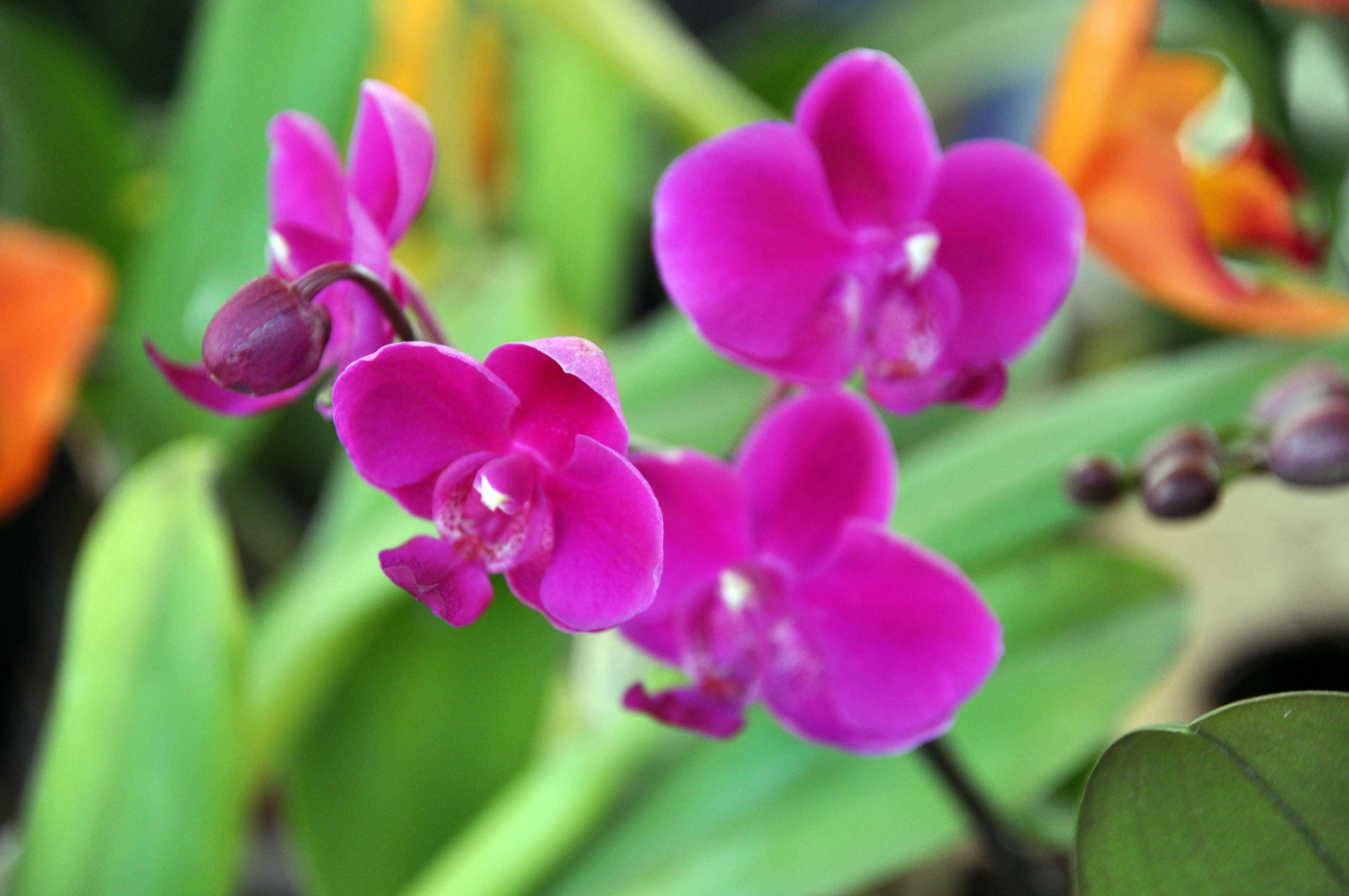 Photograph - HD Wallpaper 