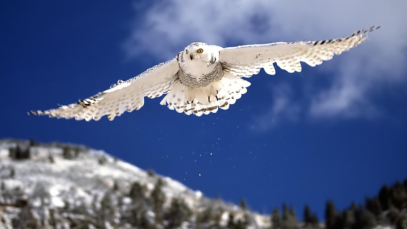 Flying Snowy White Owl - HD Wallpaper 
