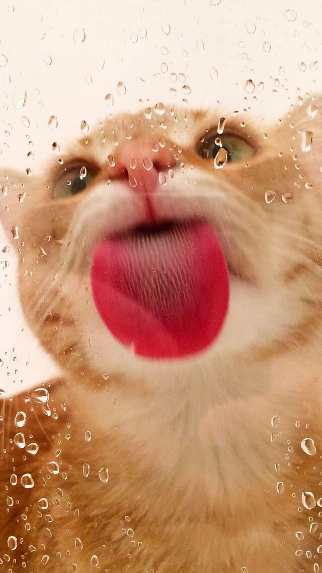 Funny Cat Home Screen - HD Wallpaper 