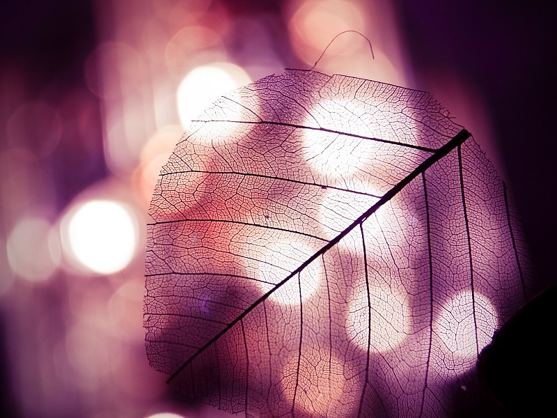 Transparent Leaf Wallpaper - Backgrounds That Are Clear - HD Wallpaper 