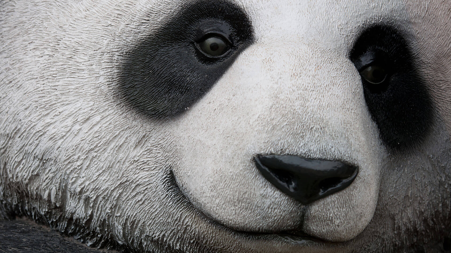 Panda Face Ss - Close Up Picture Of Panda - HD Wallpaper 