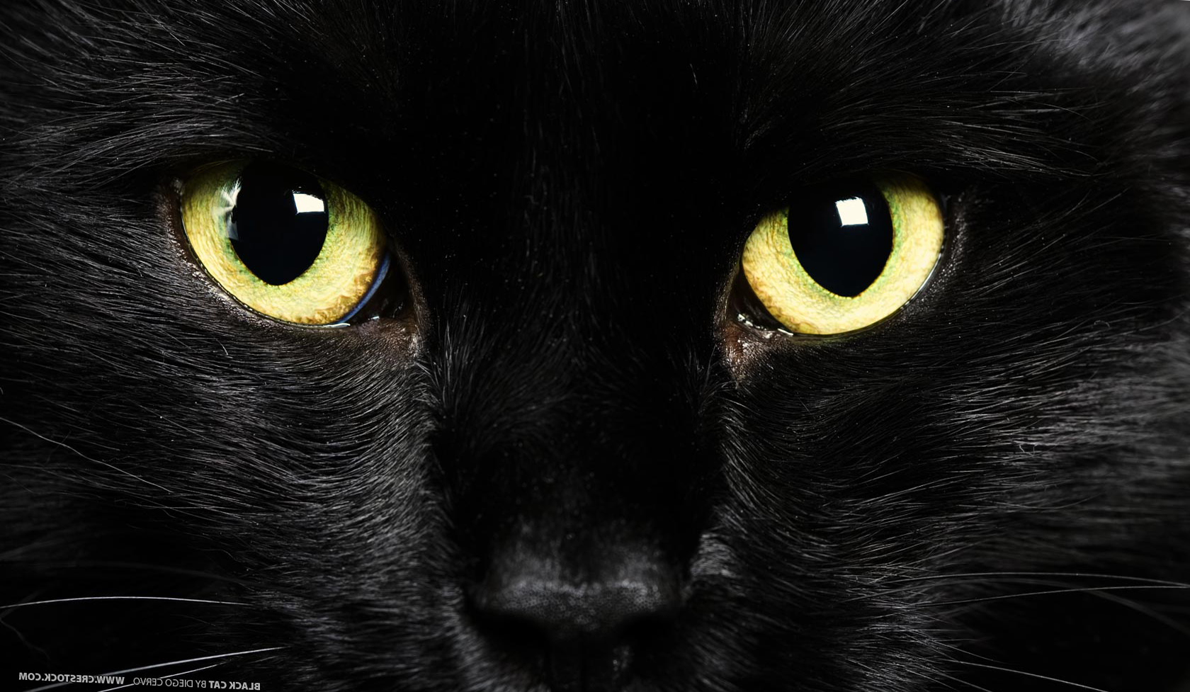 Gato Preto Sexta Feira Treze - HD Wallpaper 