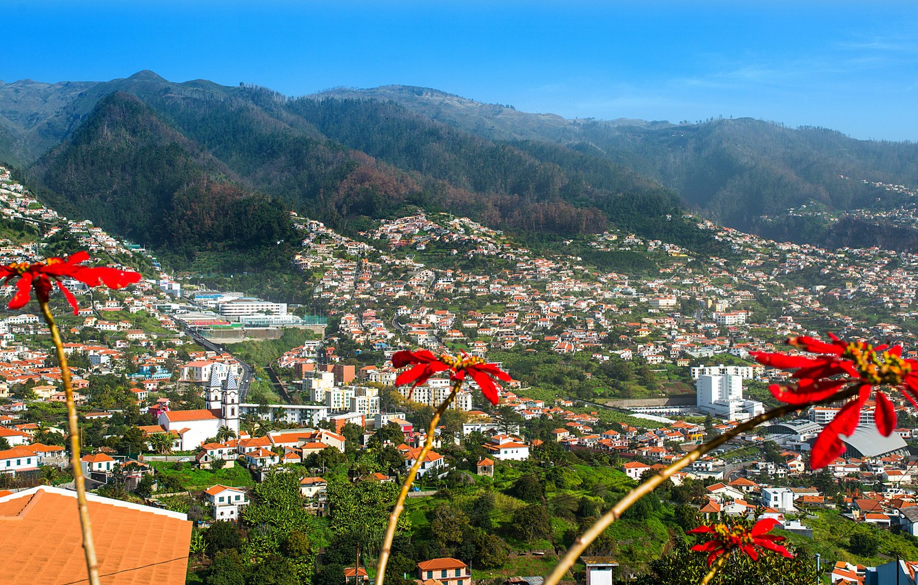 Photo Wallpaper Forest, The Sun, Trees, Flowers, Mountains, - Flowers Madeira - HD Wallpaper 