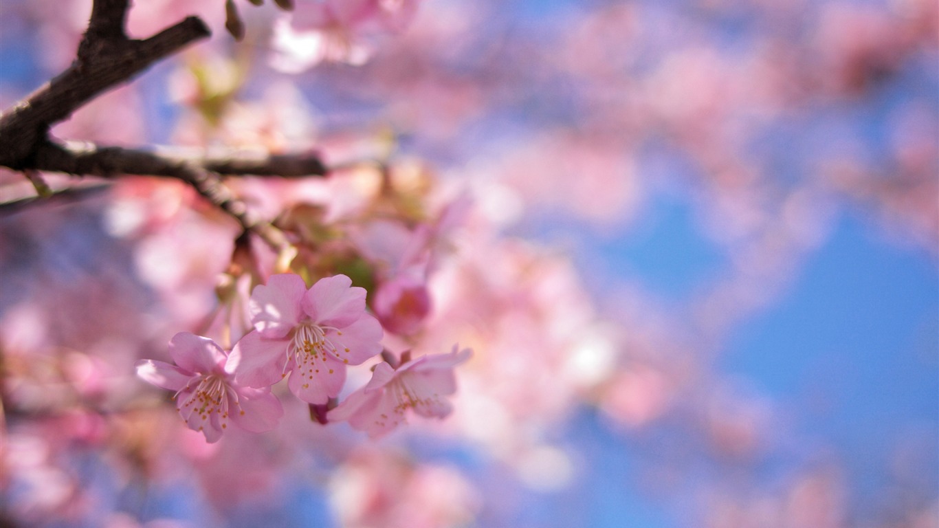 Spring Colors Bokeh-plants Hd Wallpapers2015 - Primavera Hd - HD Wallpaper 