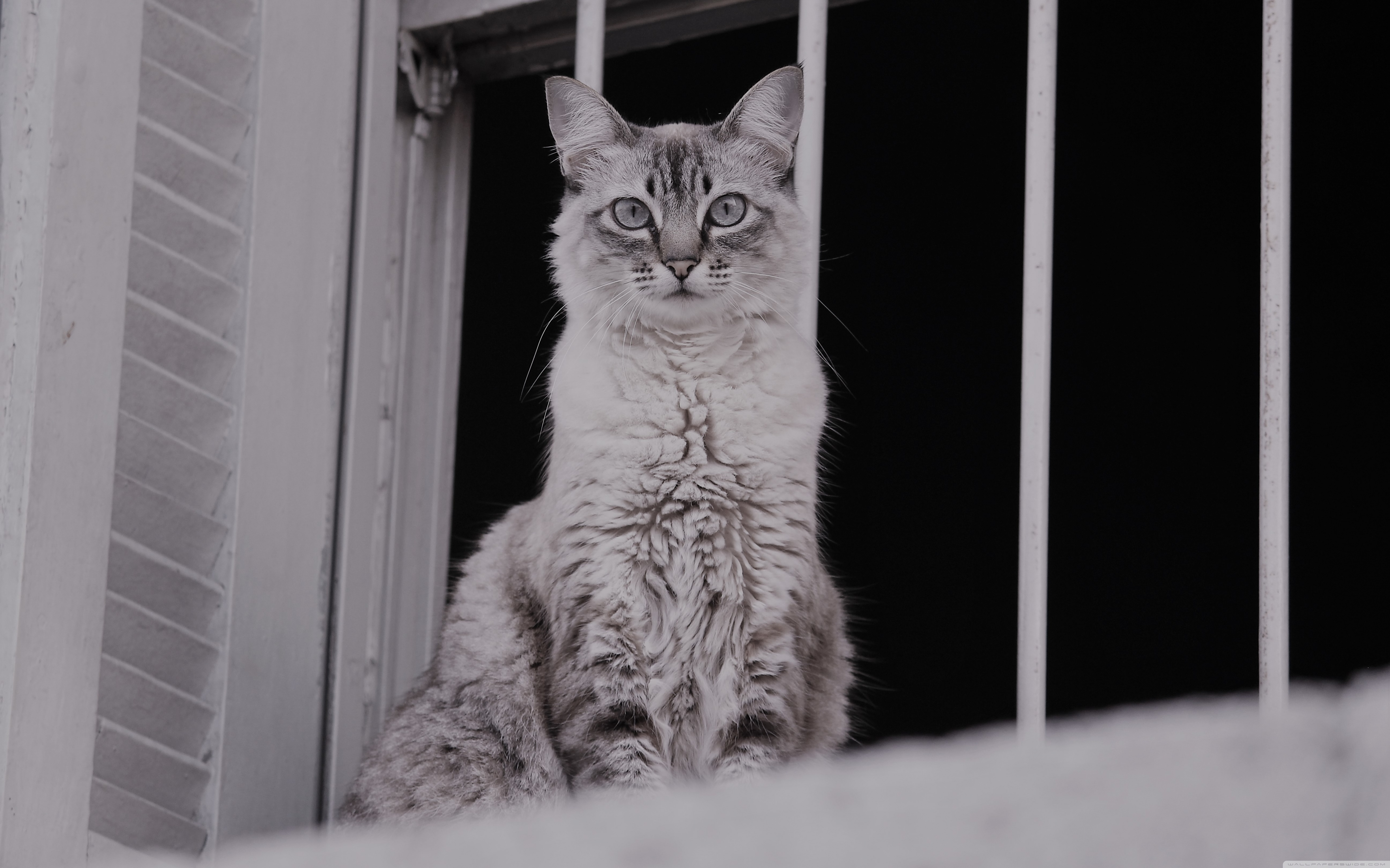 Ultra-high-definition Television - HD Wallpaper 