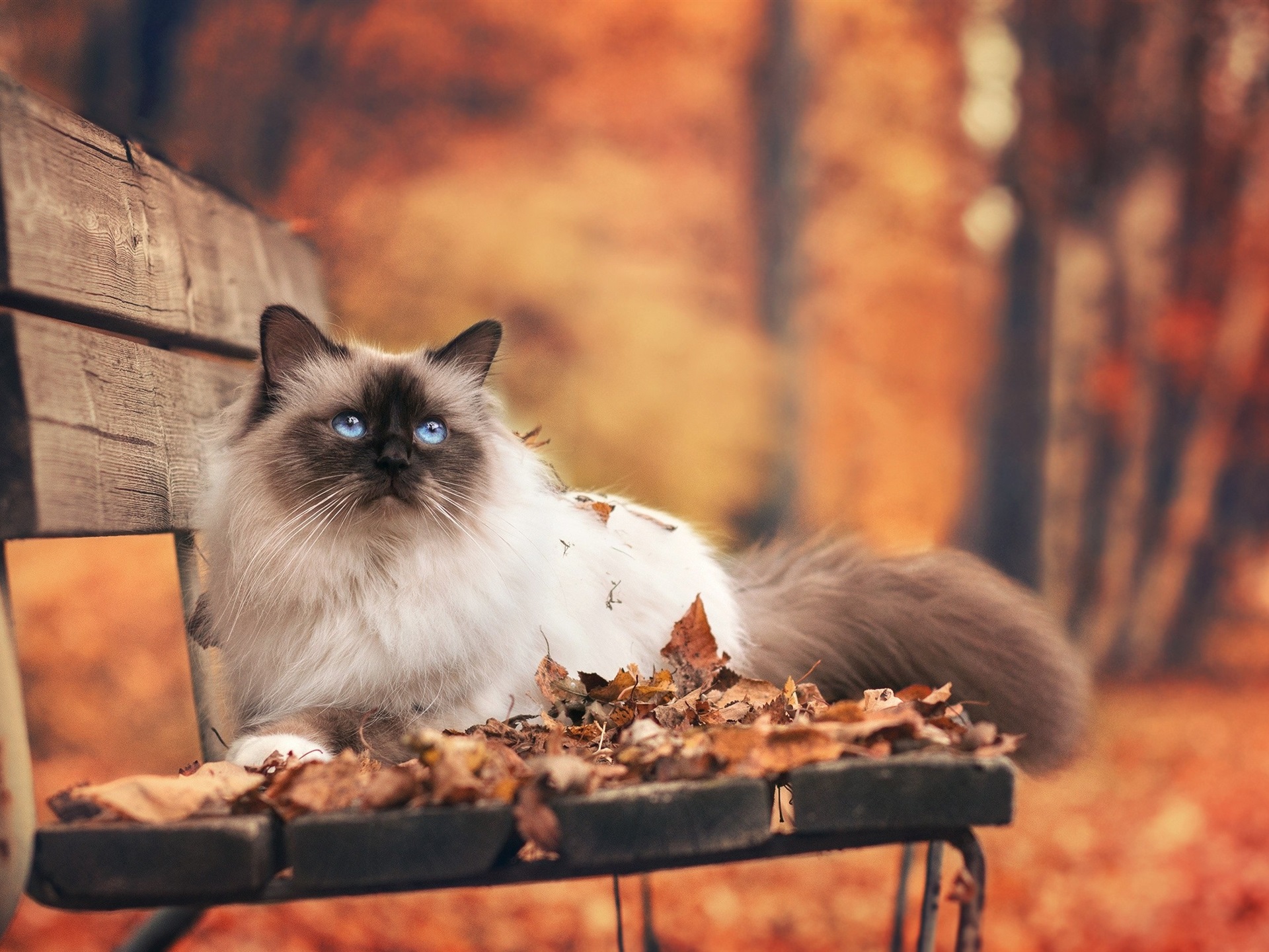 Wallpaper Persian Cat On The Autumn Bench - Autumn Cat Wallpaper Hd - HD Wallpaper 
