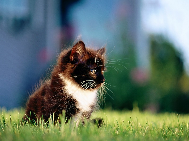 Black Cat Hd Wallpaper - Red Cat With White Paws - HD Wallpaper 