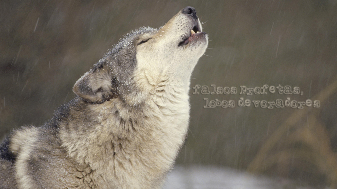 Wallpaper Cristao Hd Falsos Profetas Lobos Devoradores - Timber Wolf - HD Wallpaper 