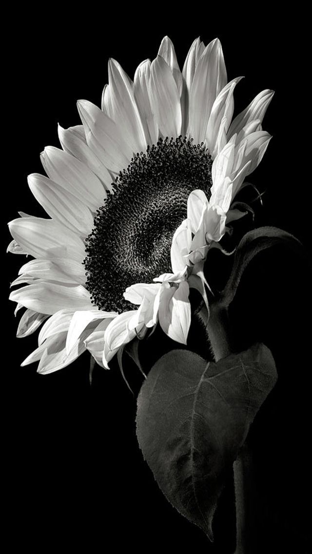 Black And White Sunflower - HD Wallpaper 