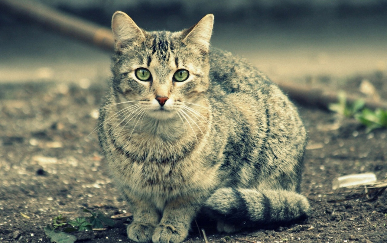 Gray Cat Wallpapers - Mix Animal Images Hd - HD Wallpaper 