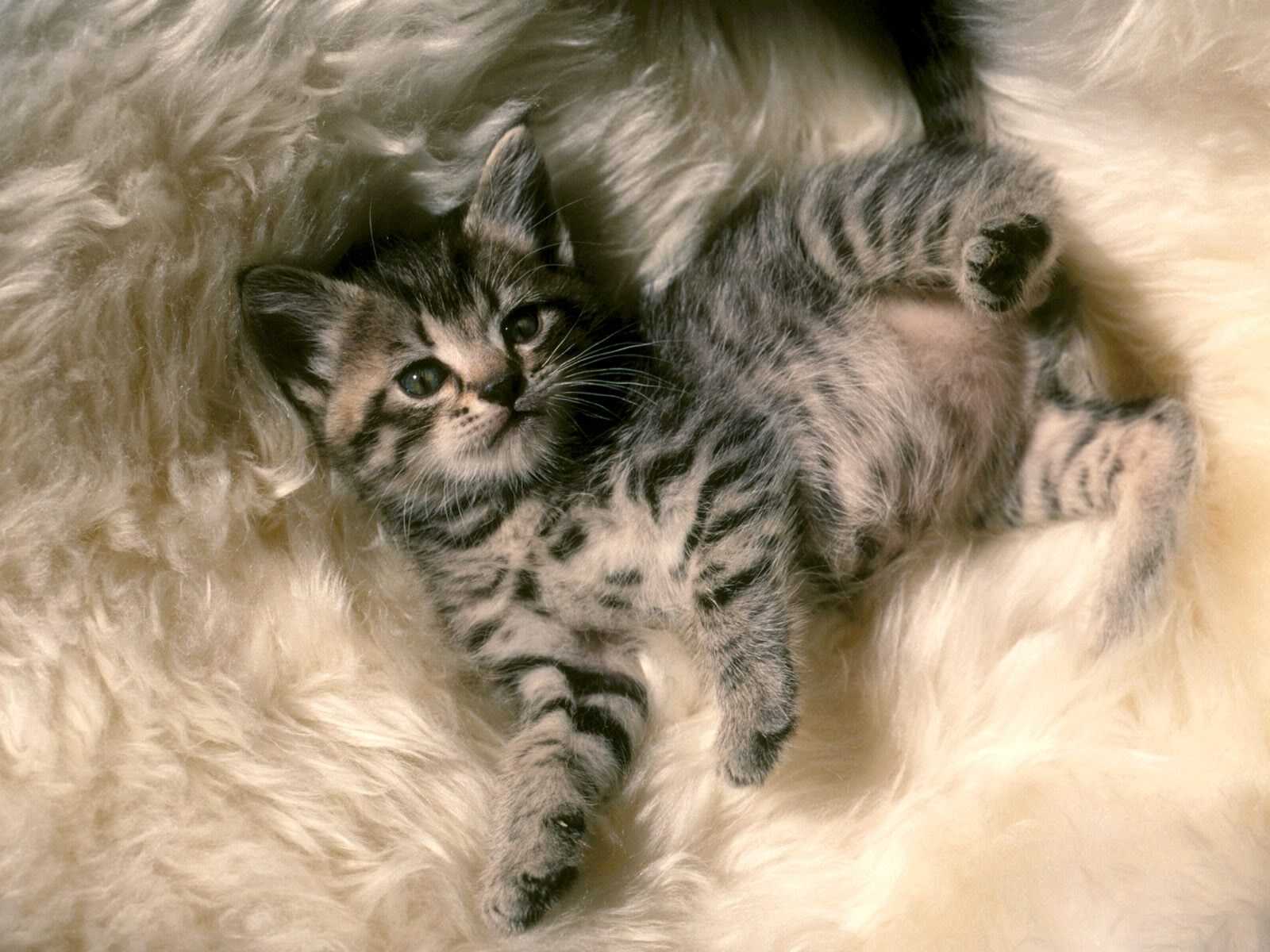 Puppies And Kittens - HD Wallpaper 