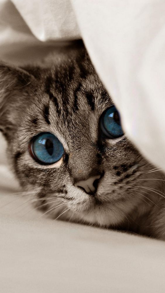 Papeis De Parede Com Animais - HD Wallpaper 