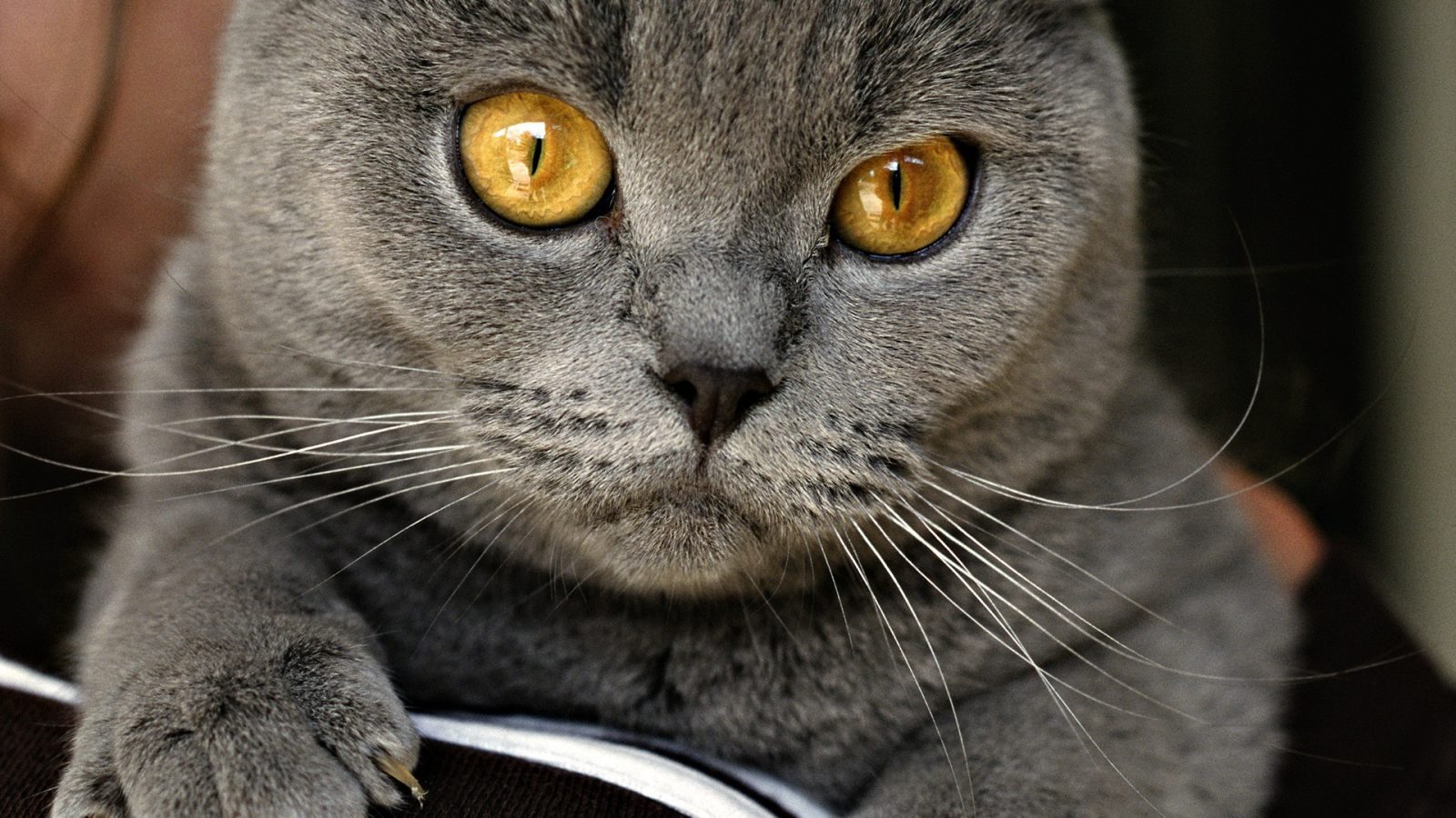 Wallpaper De Un Gato De Raza Chartreux - Gato Gris Con Ojos Amarillos Raza - HD Wallpaper 