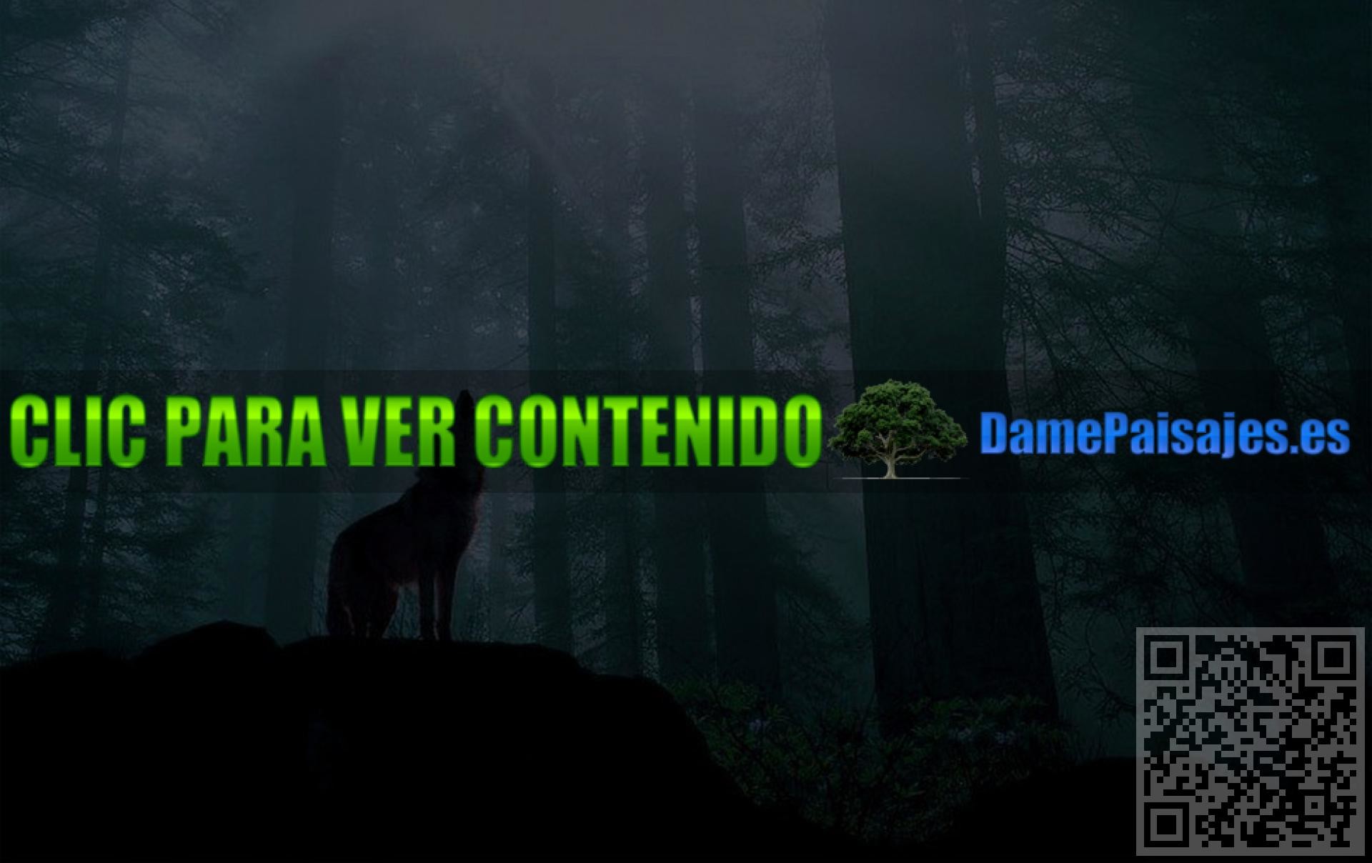 Fondo De Pantalla Lobo En El Bosque - Darkness - HD Wallpaper 
