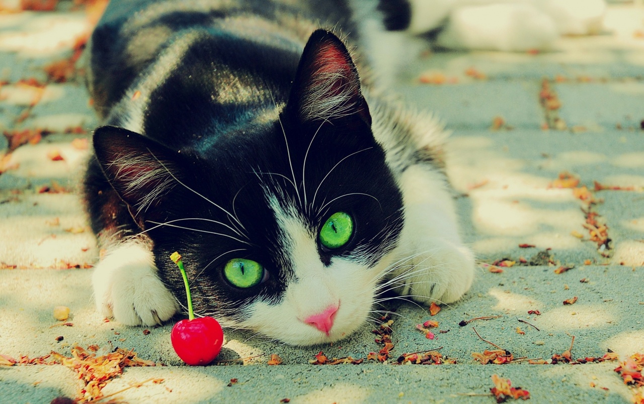 Cat Wallpapers - Black And White Cat Hd - HD Wallpaper 