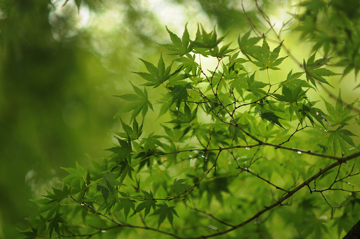 Maple Leaf - HD Wallpaper 