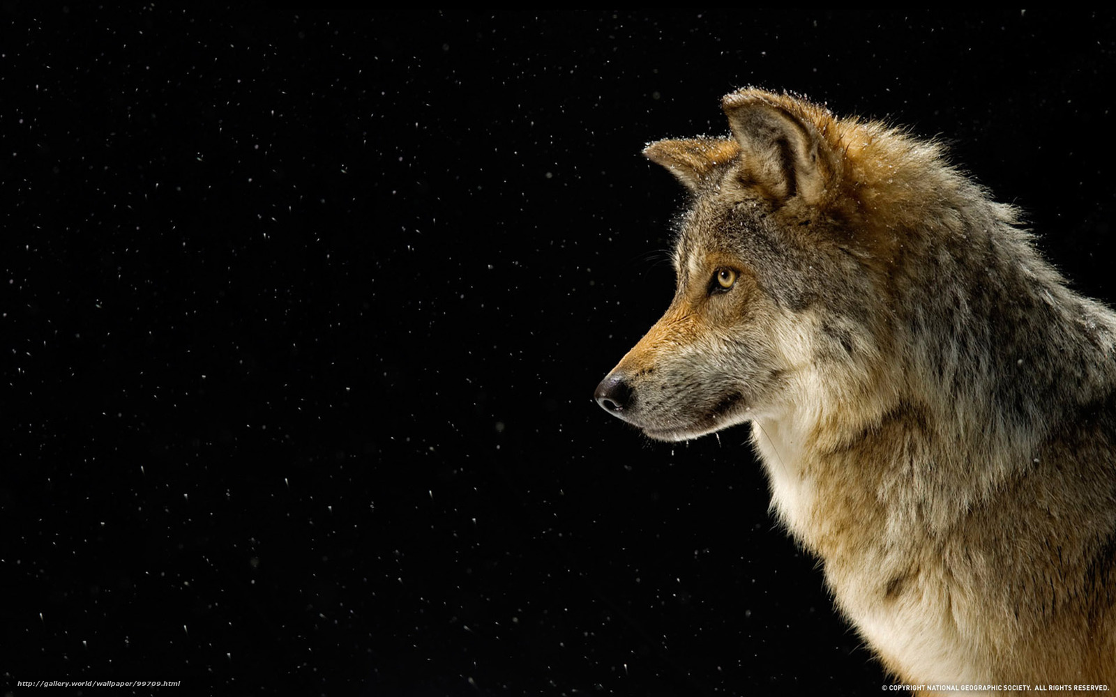 Download Wallpaper Wolf, Profile, Snow Free Desktop - Mexican Grey Wolf National Geographic - HD Wallpaper 
