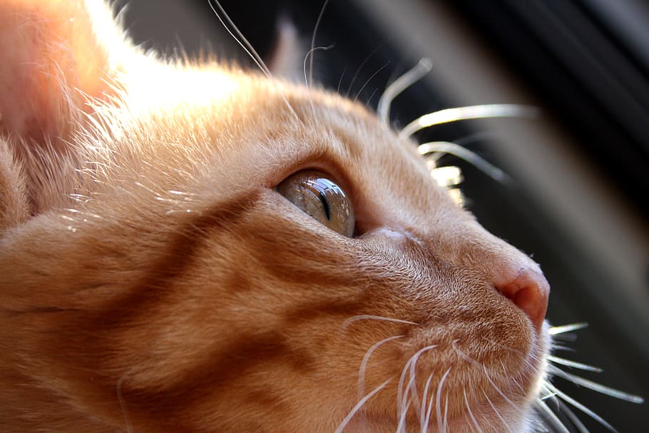 Ojo De Gato Perfil - HD Wallpaper 