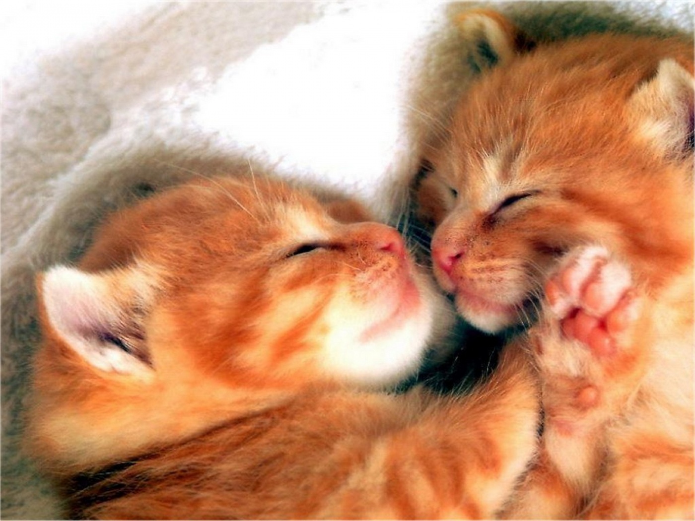Love Romantic Cat Couple - HD Wallpaper 