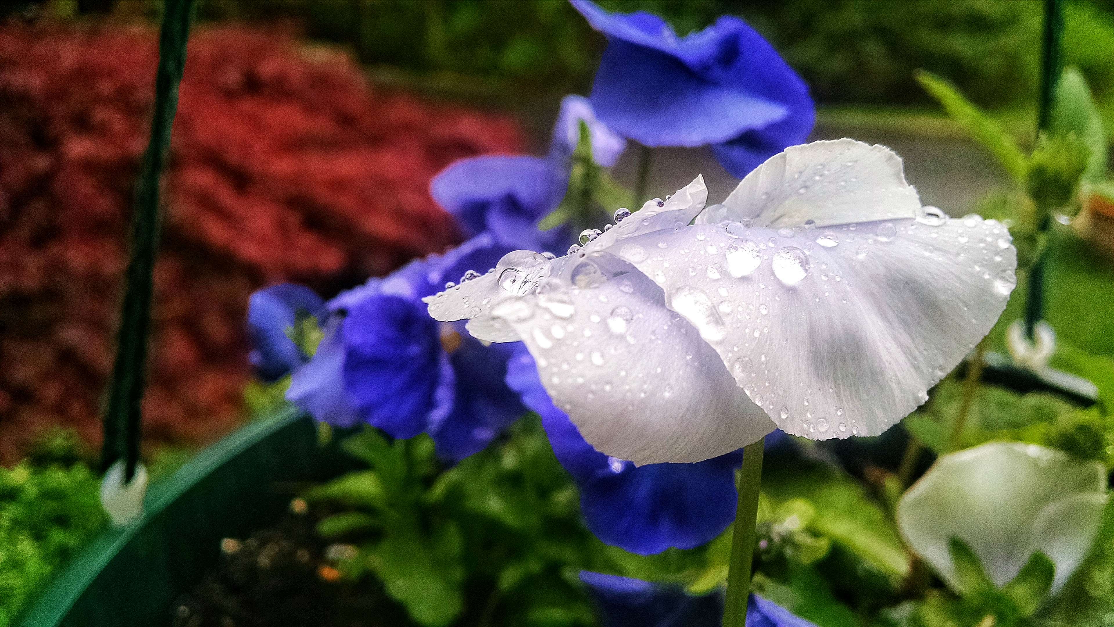 Baby Blue Eyes - HD Wallpaper 