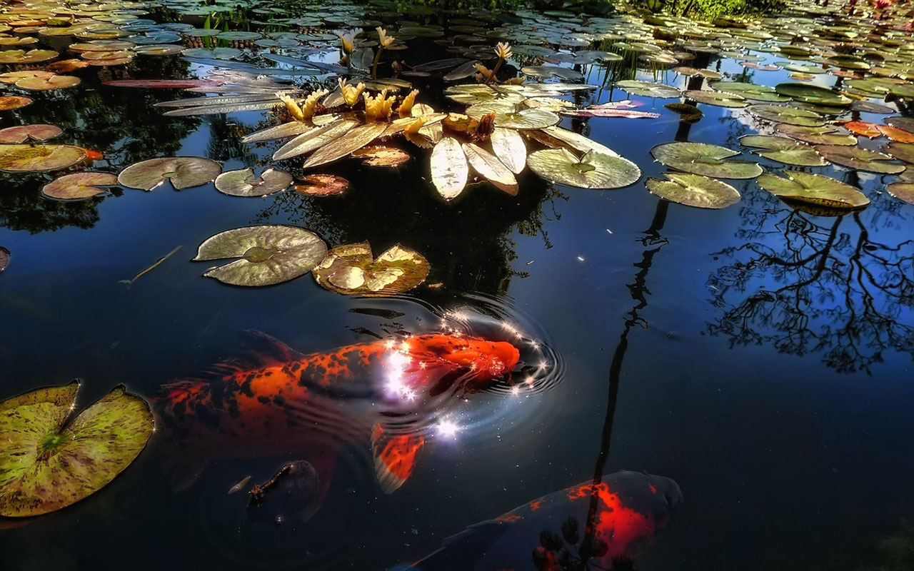 Koi Carp - High Resolution Koi Fish - HD Wallpaper 