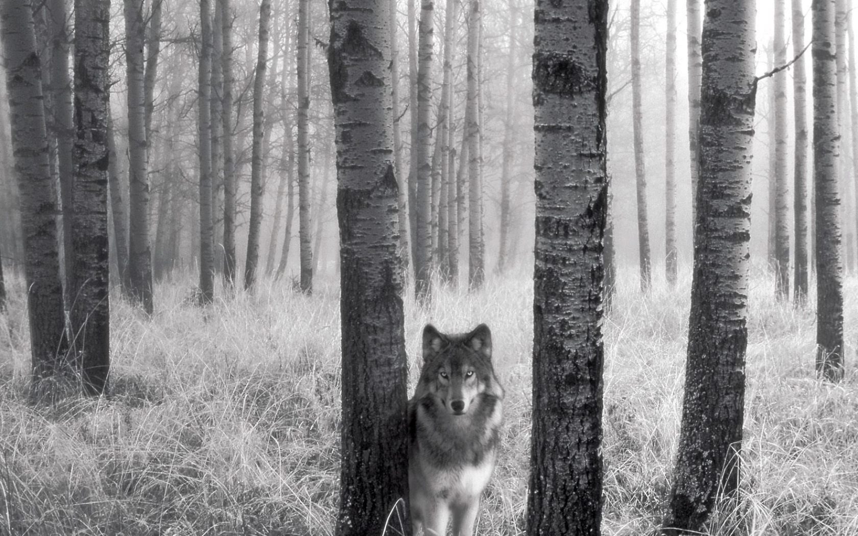 Lobo En El Bosque - Forest With A Wolf - HD Wallpaper 