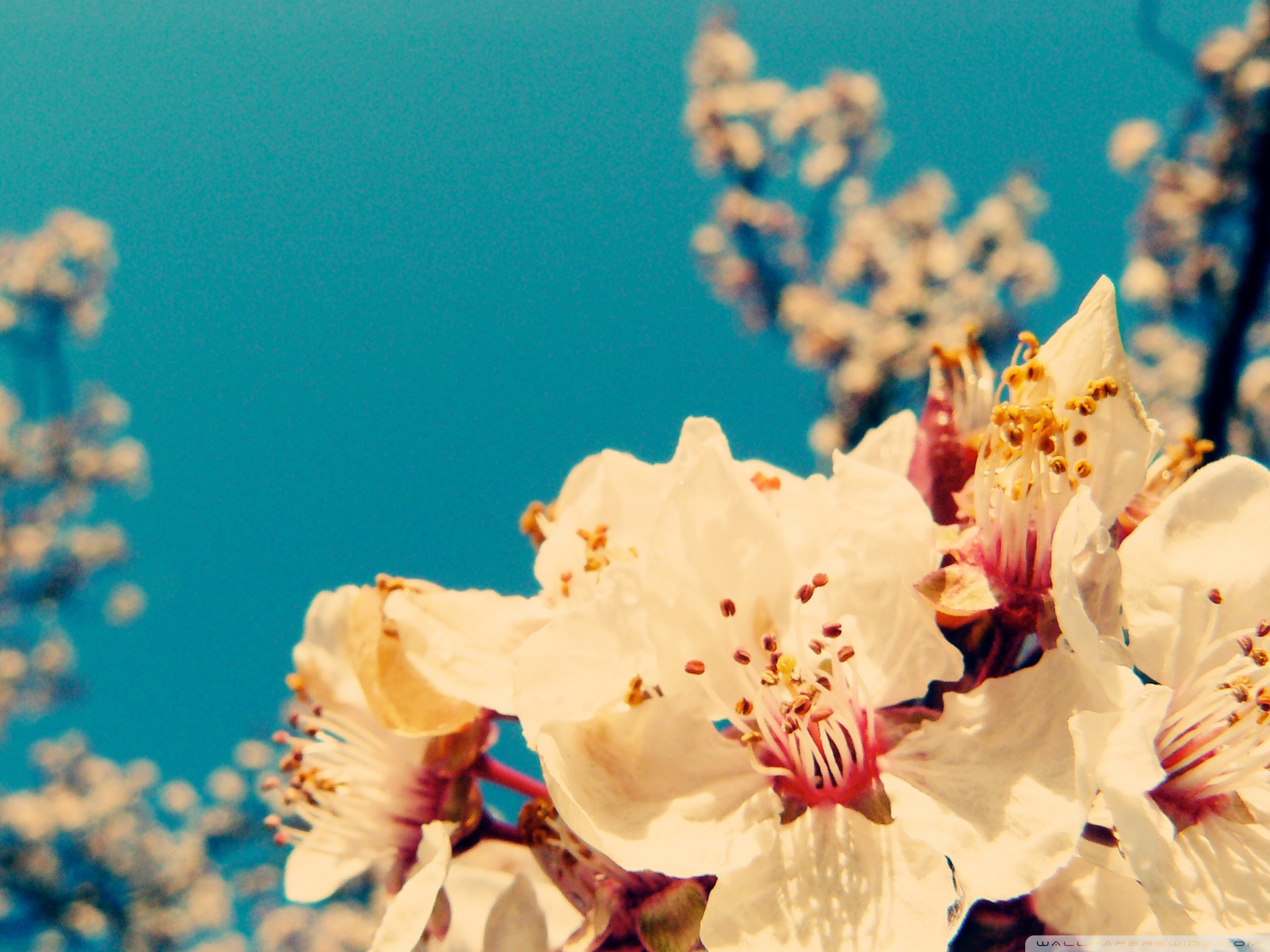 Twitter Cover Photo Flowers - HD Wallpaper 
