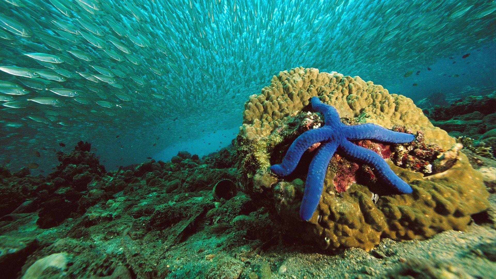 Starfish In Its Environment - HD Wallpaper 