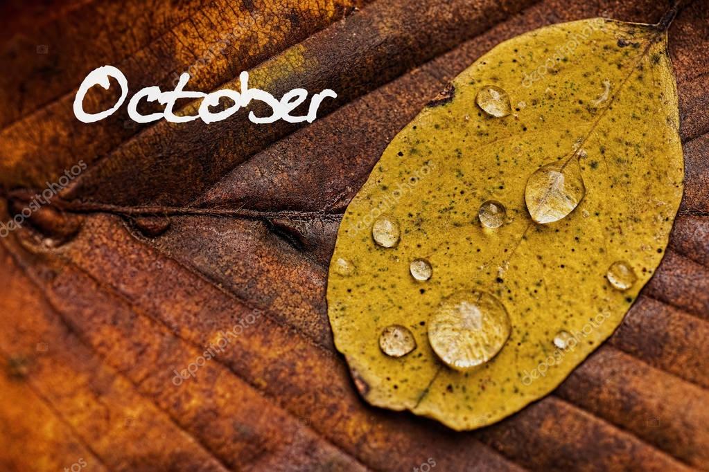 Rainy September - HD Wallpaper 