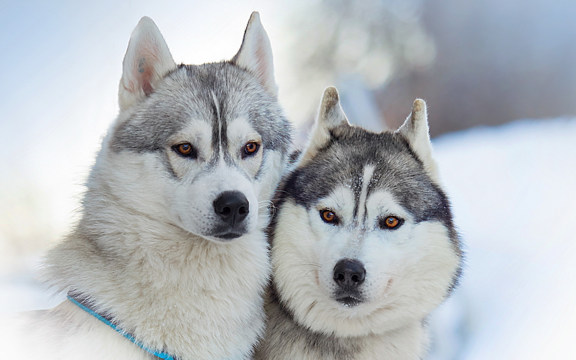 Siberian Husky Hd - HD Wallpaper 