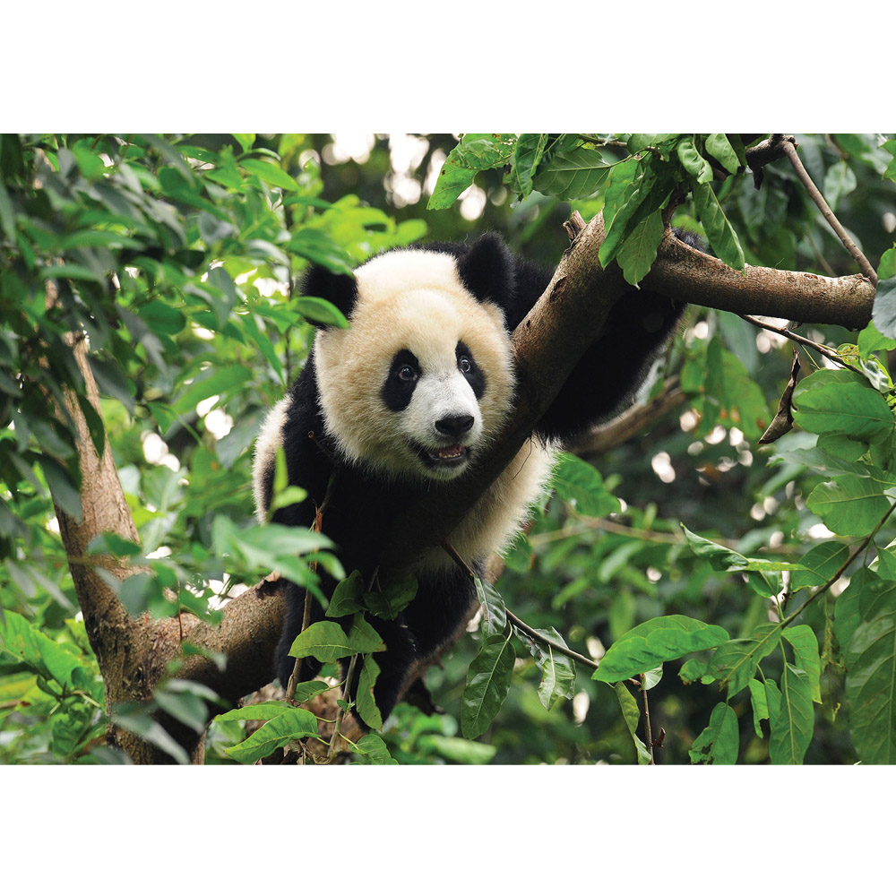 Panda In Der Natur - HD Wallpaper 