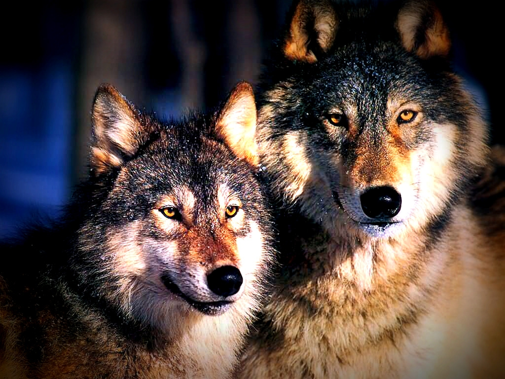 Lobo Wallpaper - Male And Female Grey Wolf - HD Wallpaper 
