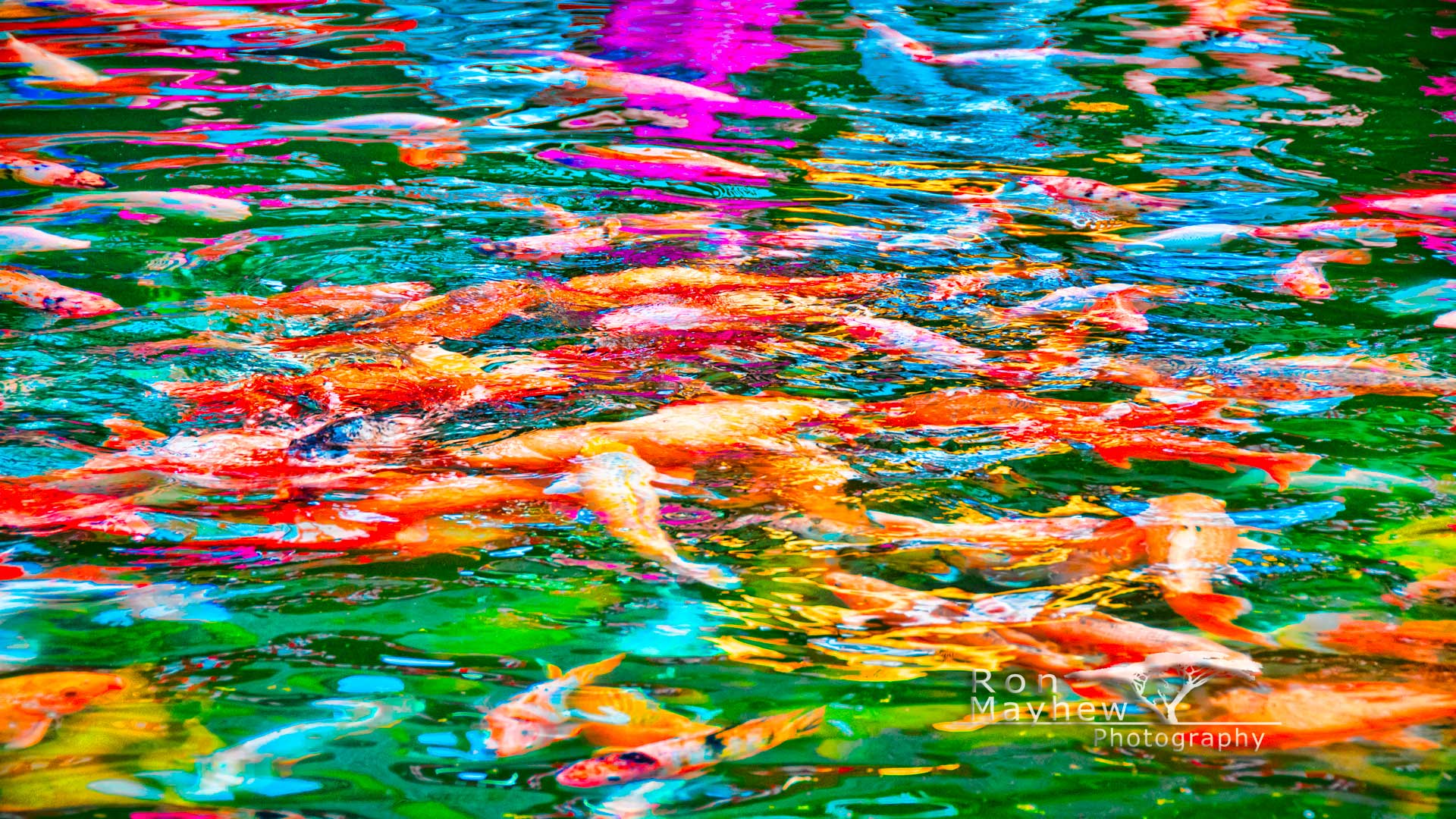 Free Background Wallpaper ~ Bali Koi, Bali, Indonesia - Wallpaper - HD Wallpaper 