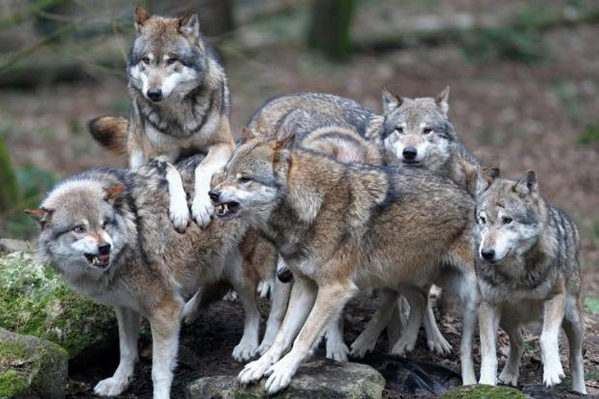 Pack Of Wolves - Manada De Lobos Mexicanos - HD Wallpaper 