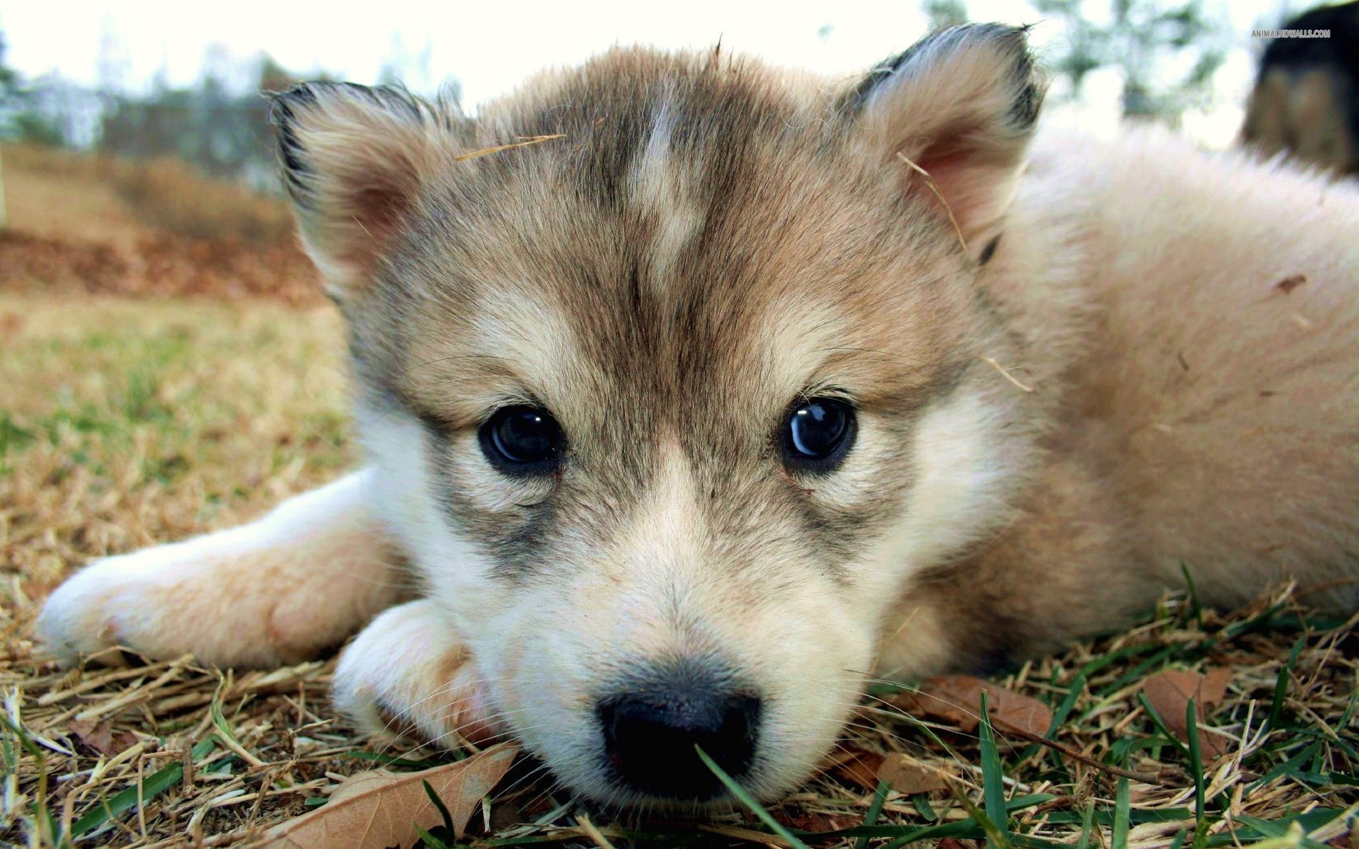 Husky X Kelpie Puppies - HD Wallpaper 