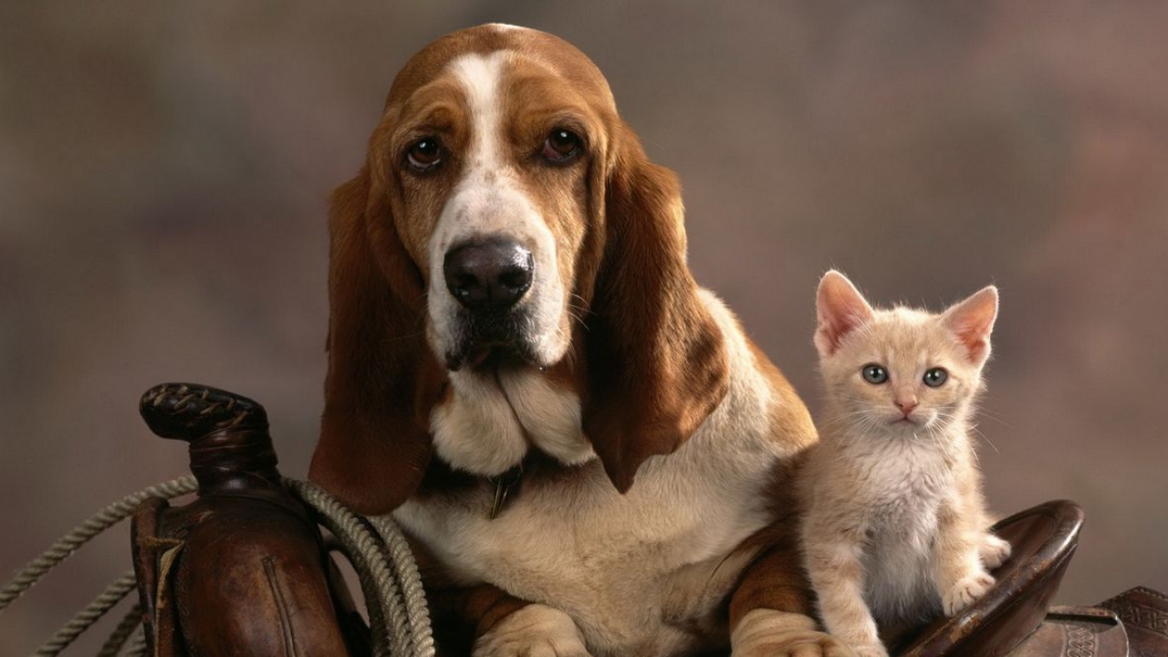 Free Wallpaper Basset Hound - HD Wallpaper 