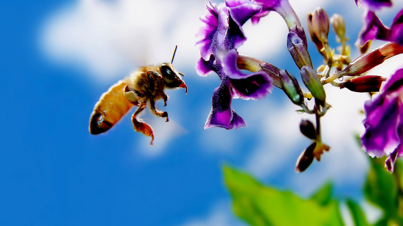 Honey Bee Images Free Download - HD Wallpaper 