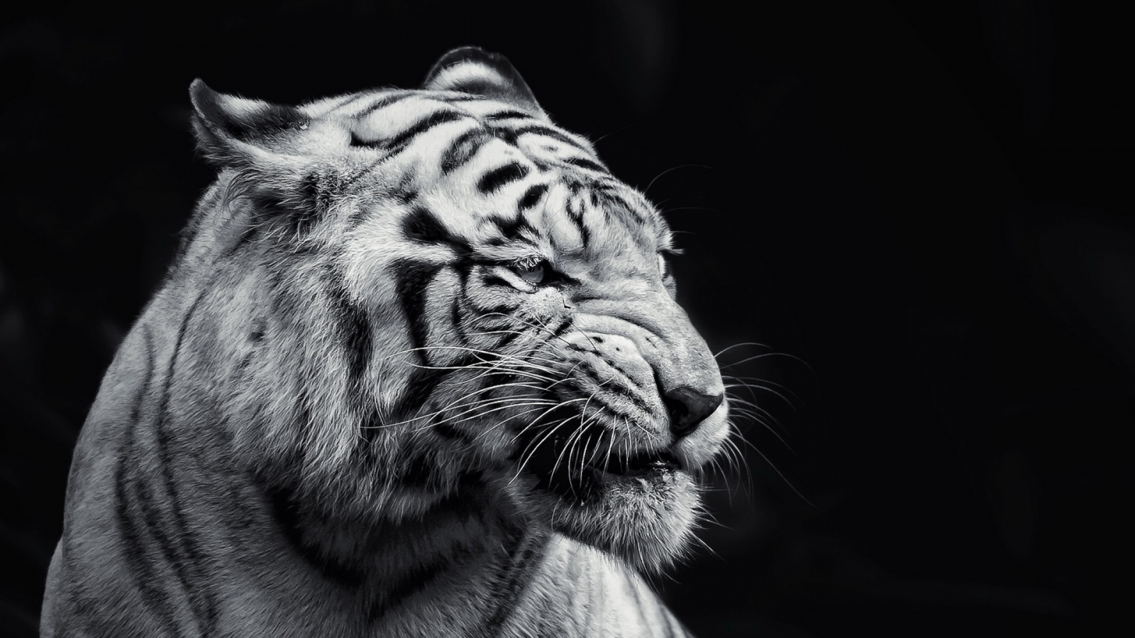 Free Downloadhd Backgrounds - Tiger Black And White - HD Wallpaper 