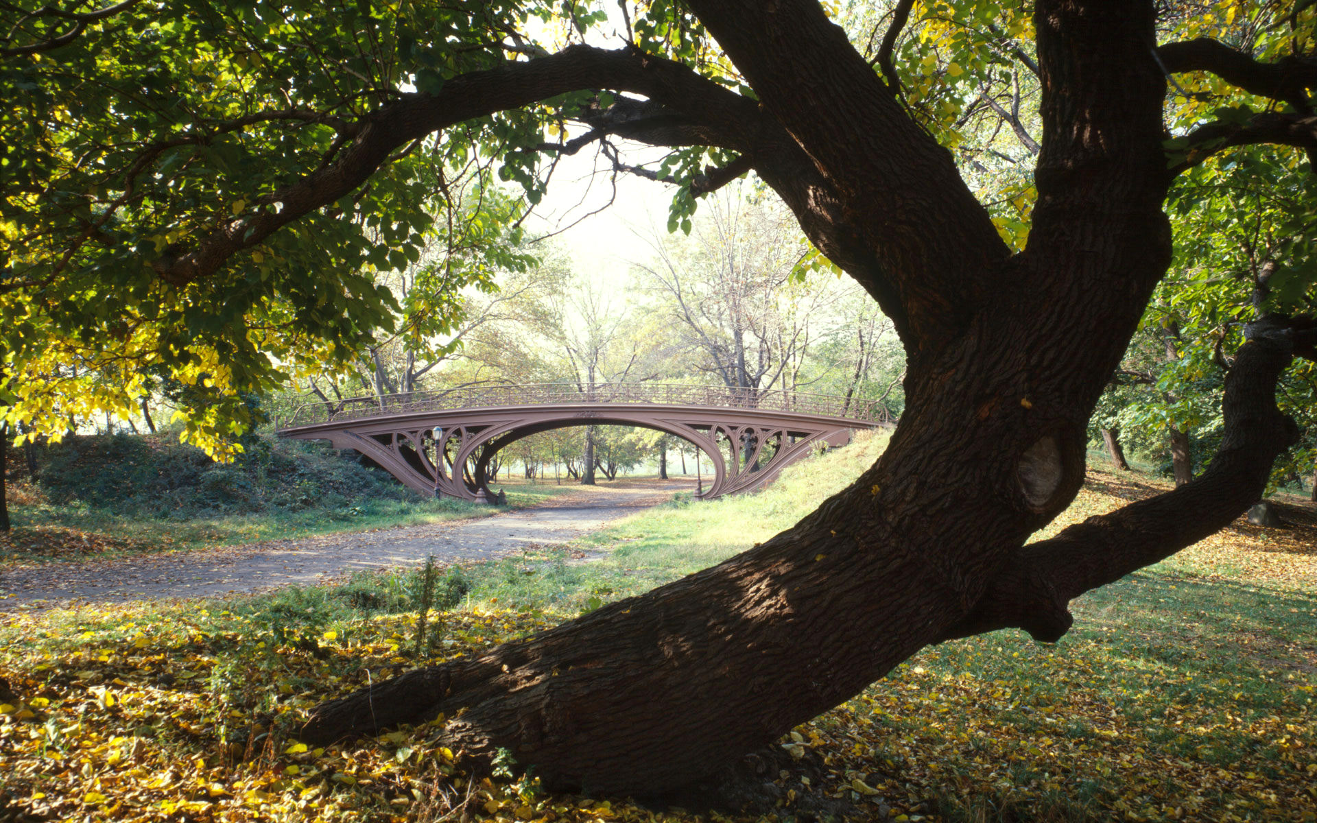 Download New Wallpapers Hd Group - Oak Tree In Central Park - HD Wallpaper 