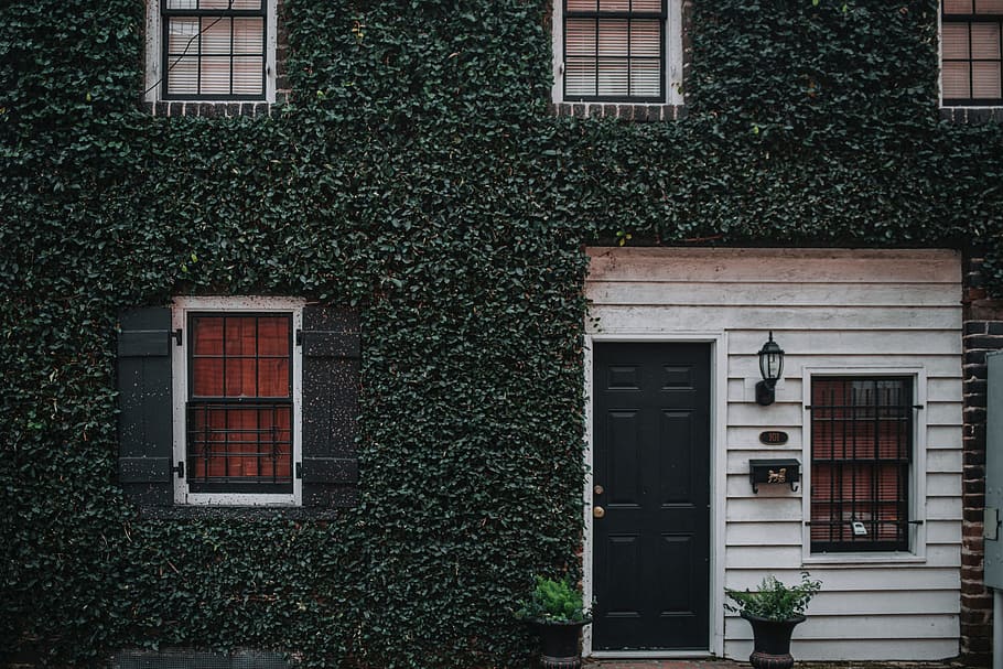Black, Brown, Doors, Green, Houses, Plants, White, - HD Wallpaper 