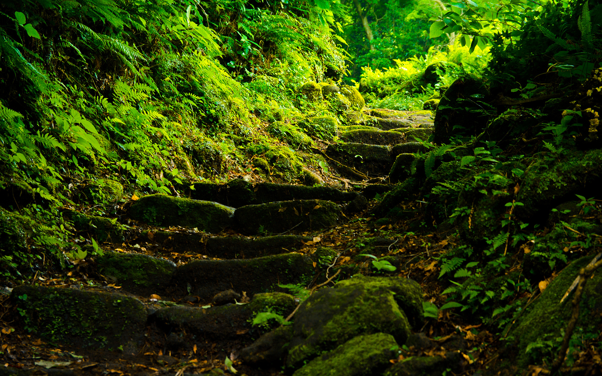 Step Into Japan - Steps Into A Forest - HD Wallpaper 