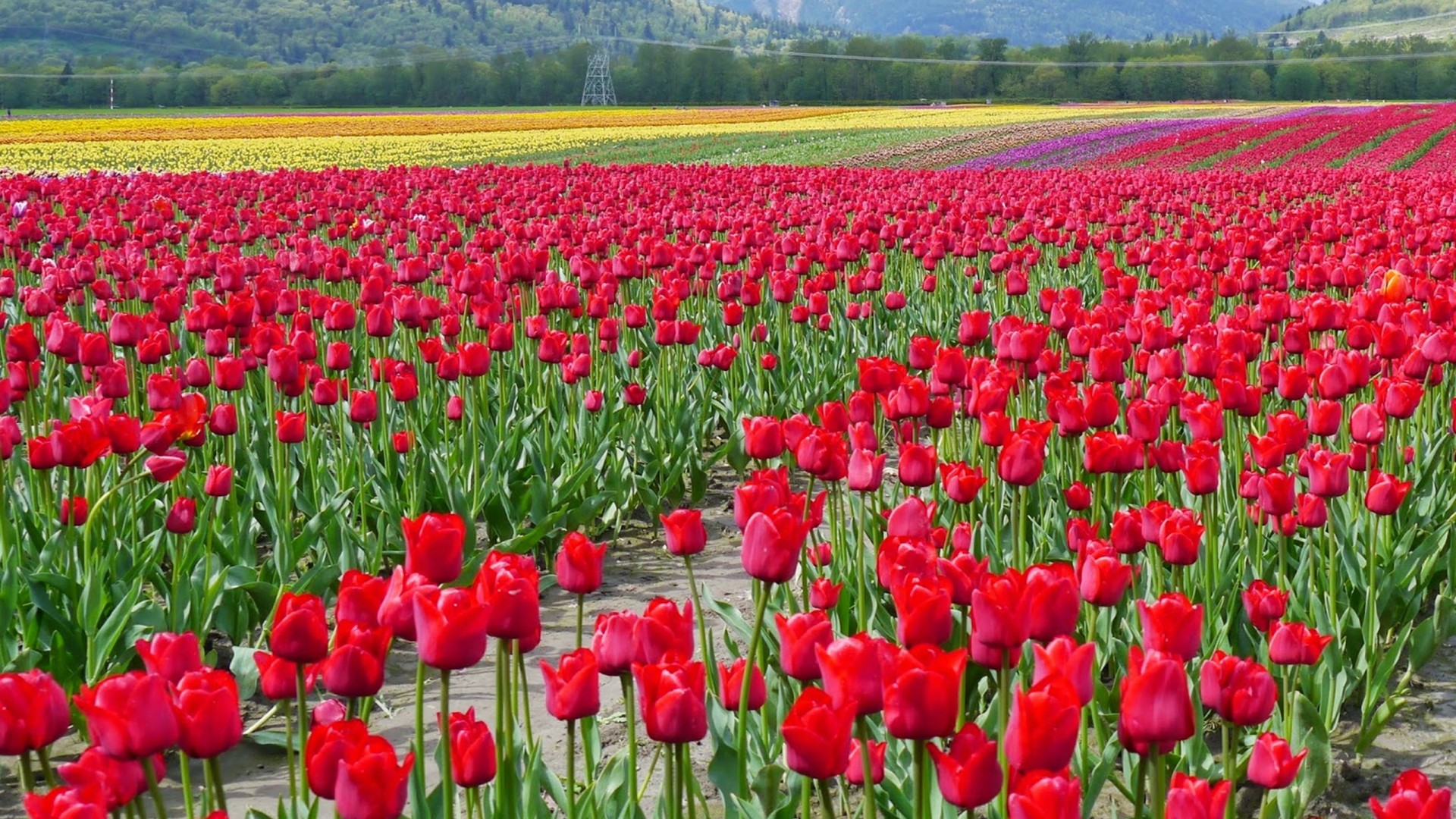 Flowers Image Download Wallpaper Hd - HD Wallpaper 