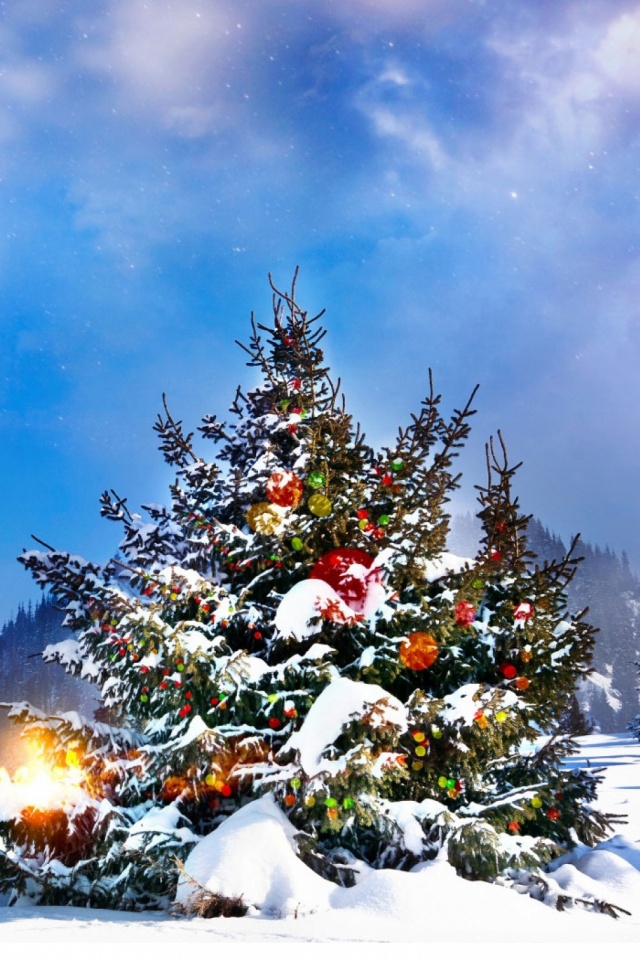 Christmas Tree Outside Snow - HD Wallpaper 